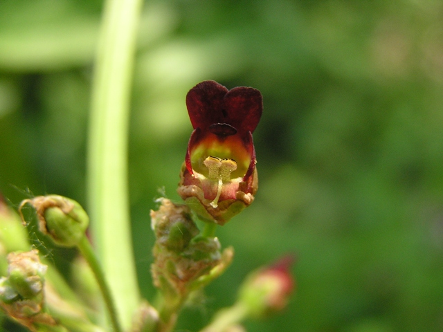 Scrophularia auriculata / Scrofularia acquatica